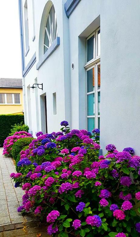 Hotel Zweilinden Meckenheim Bonn Екстериор снимка